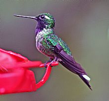 30 Purple-bibbed Whitetip male